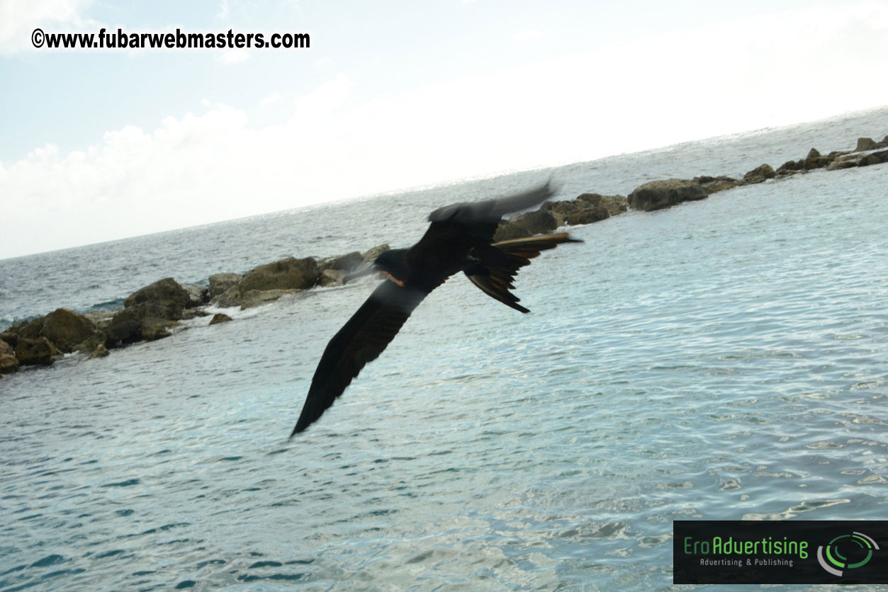 WireCard Dolphin Swim