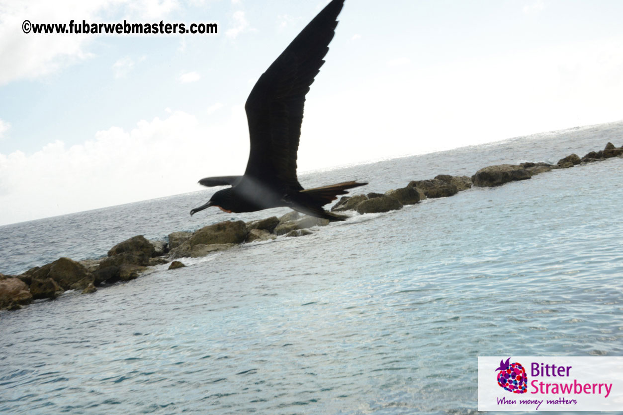 WireCard Dolphin Swim