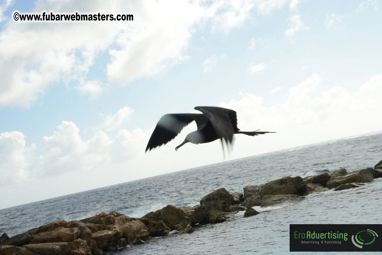 WireCard Dolphin Swim