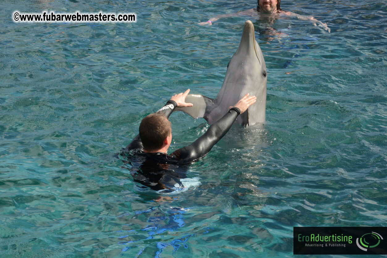 WireCard Dolphin Swim