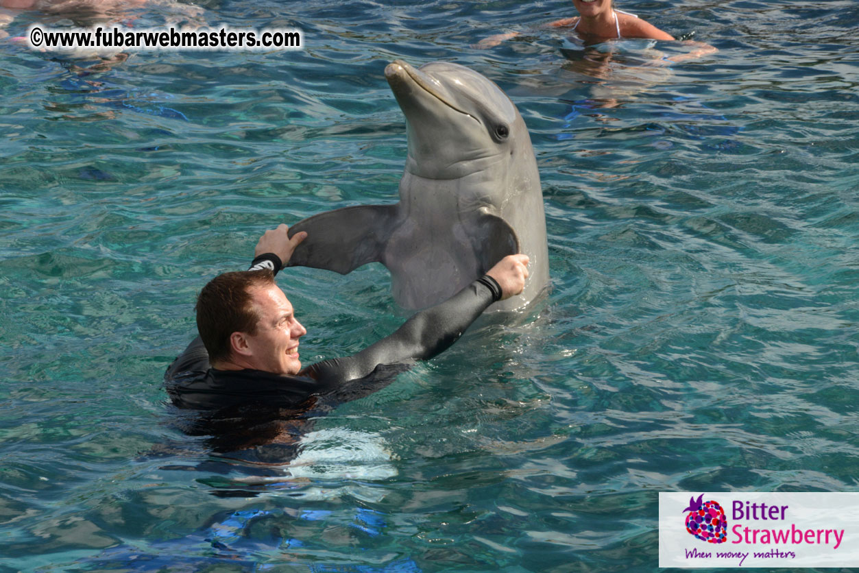 WireCard Dolphin Swim