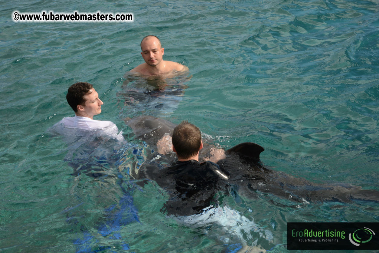 WireCard Dolphin Swim