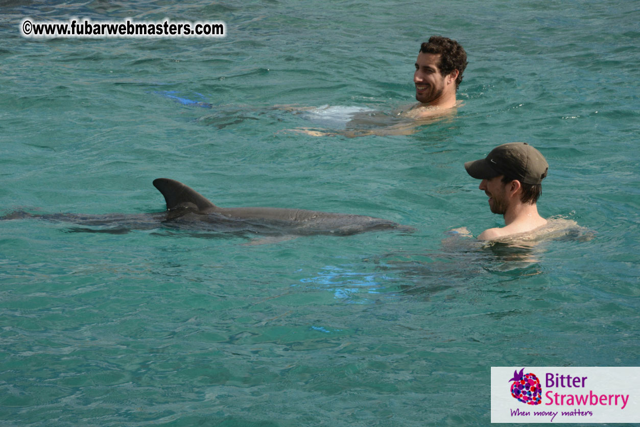 WireCard Dolphin Swim