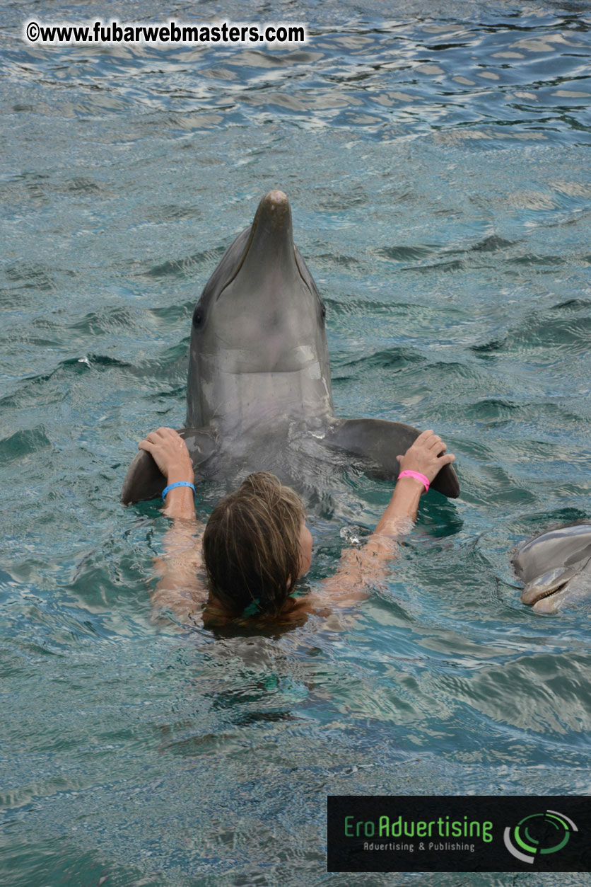 WireCard Dolphin Swim