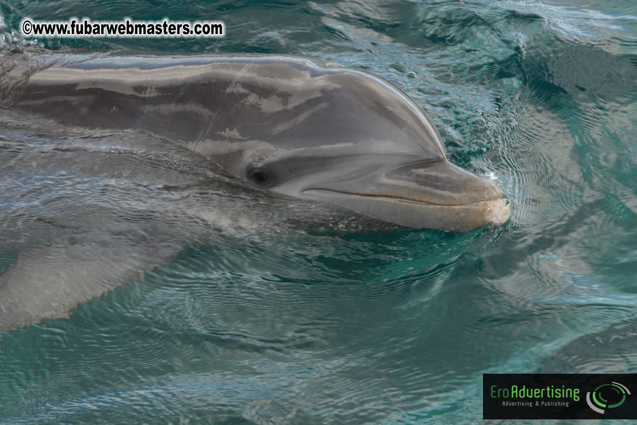 WireCard Dolphin Swim