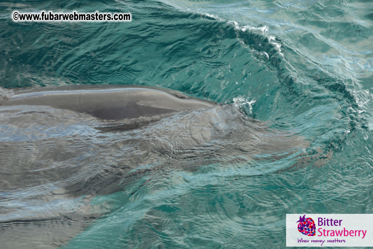 WireCard Dolphin Swim