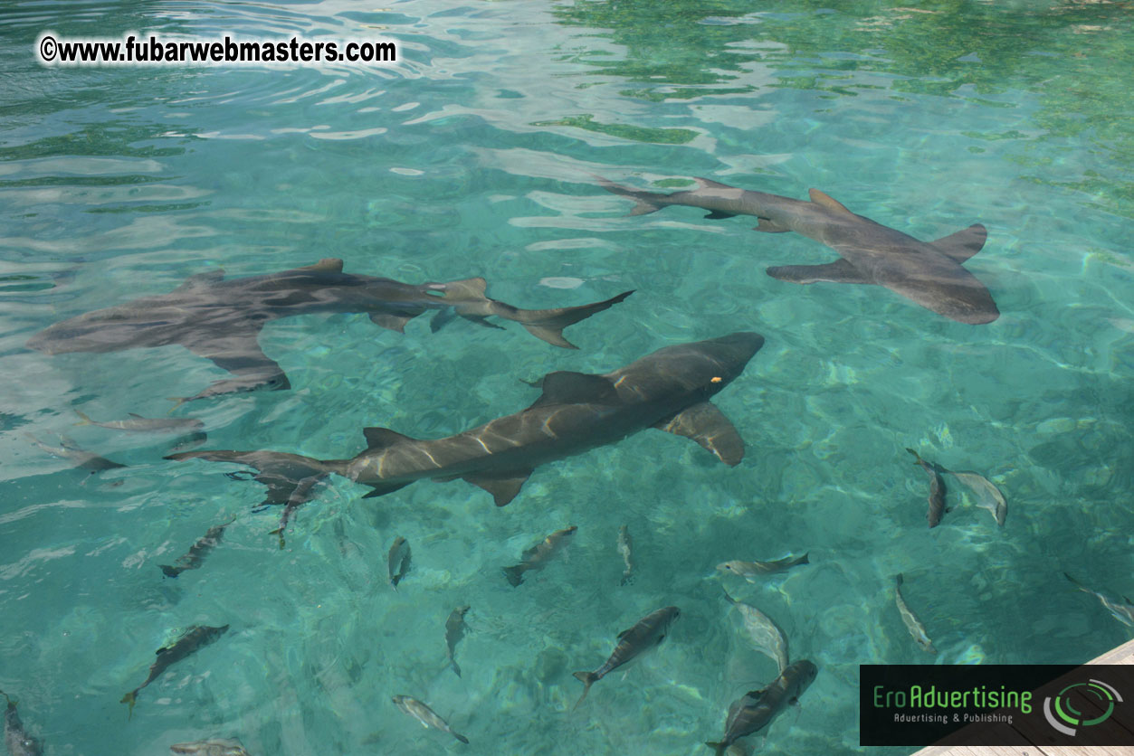 WireCard Dolphin Swim