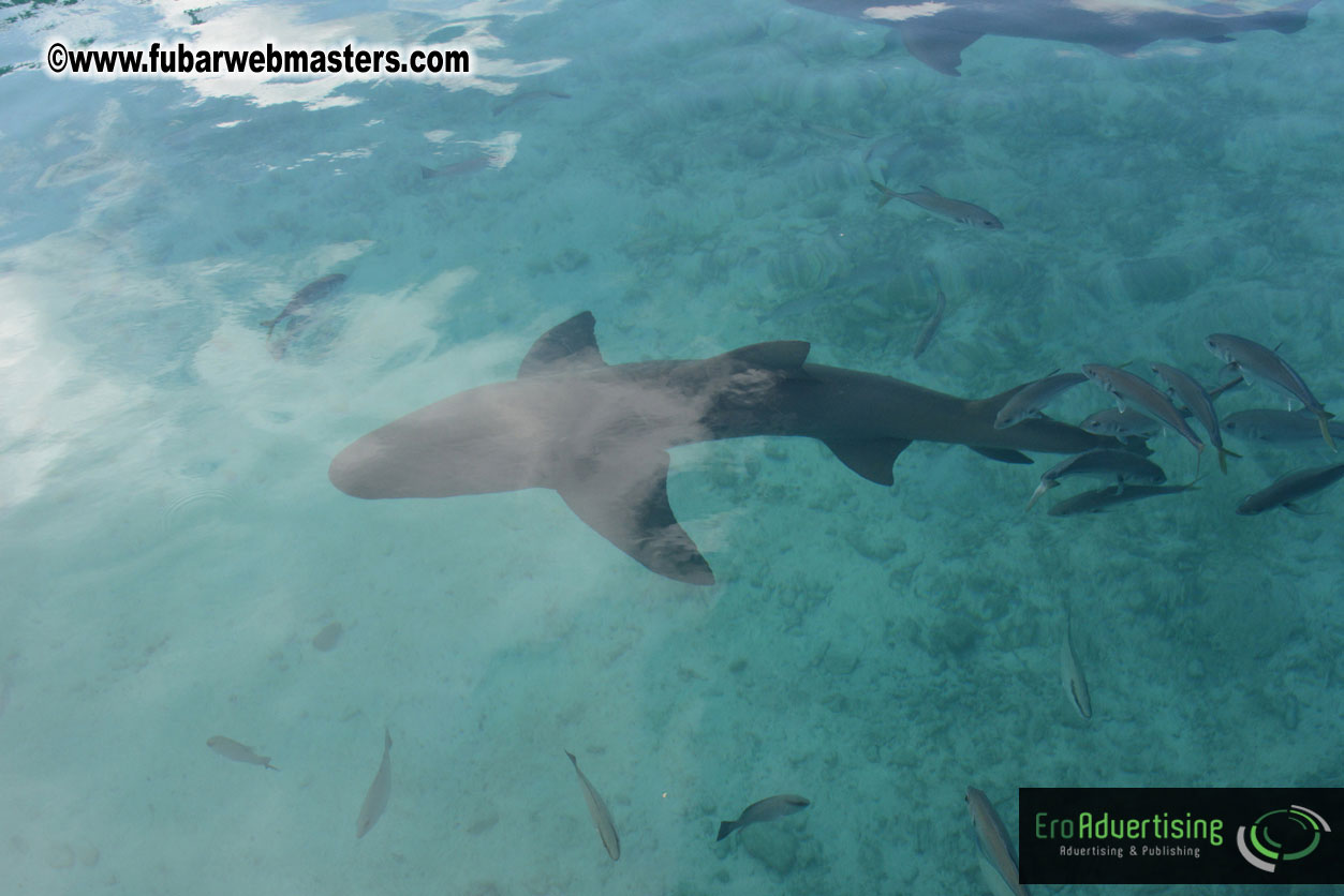 WireCard Dolphin Swim