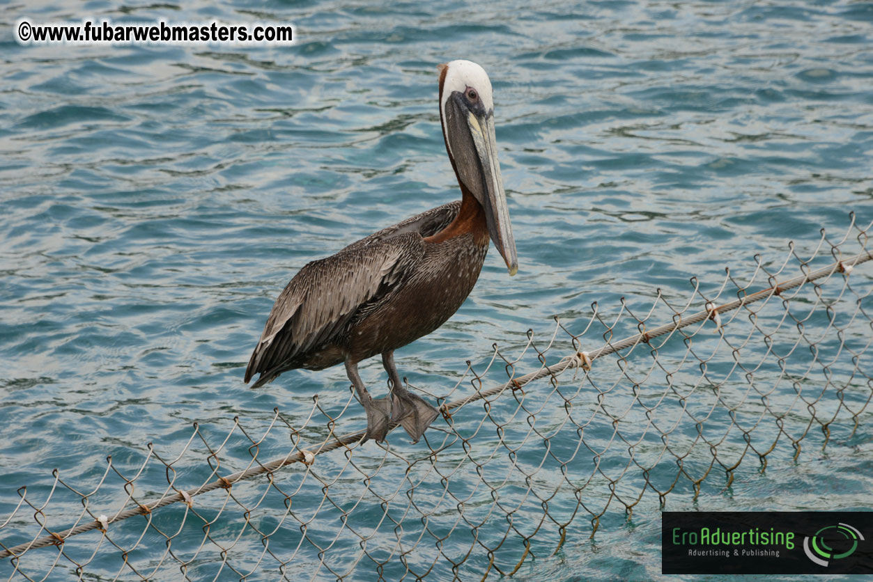 WireCard Dolphin Swim