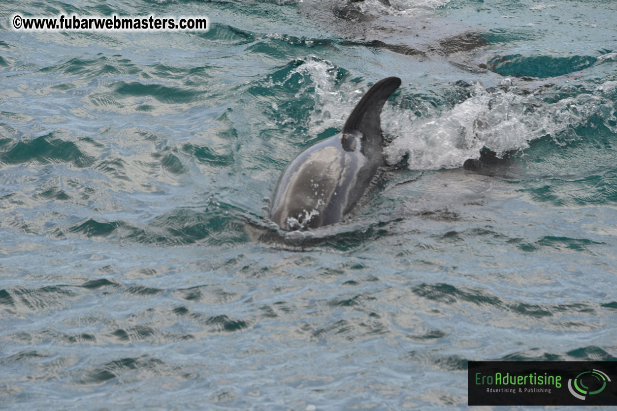 WireCard Dolphin Swim