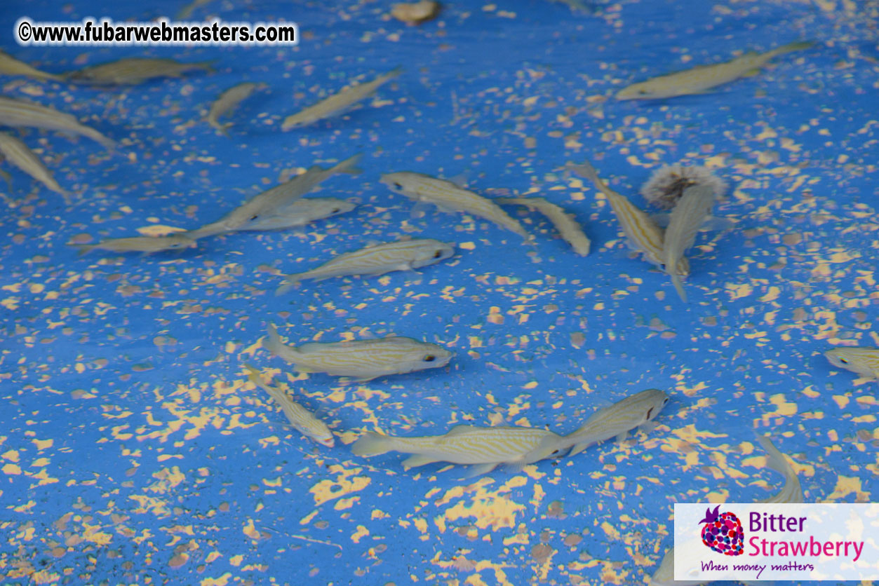 WireCard Dolphin Swim