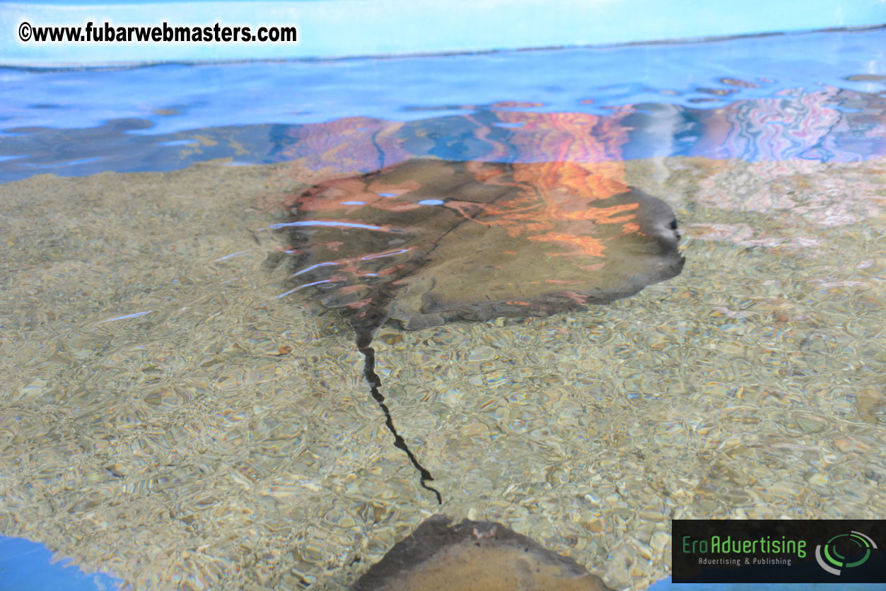 WireCard Dolphin Swim