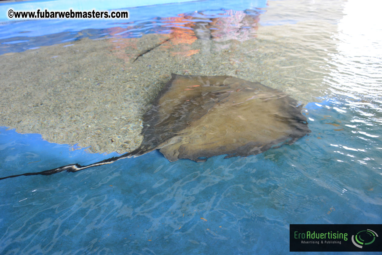 WireCard Dolphin Swim