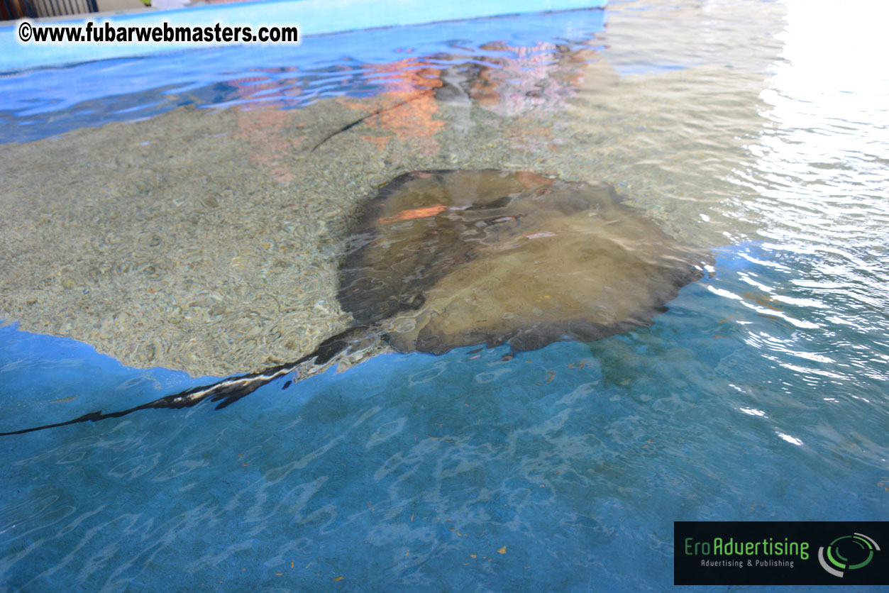 WireCard Dolphin Swim