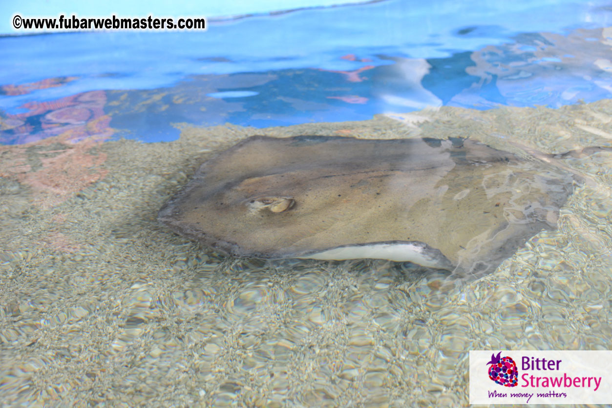 WireCard Dolphin Swim