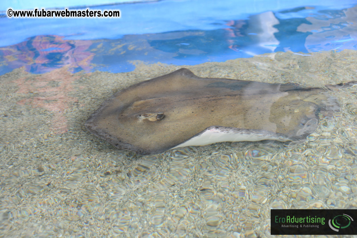 WireCard Dolphin Swim