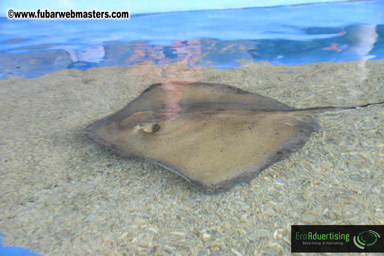 WireCard Dolphin Swim