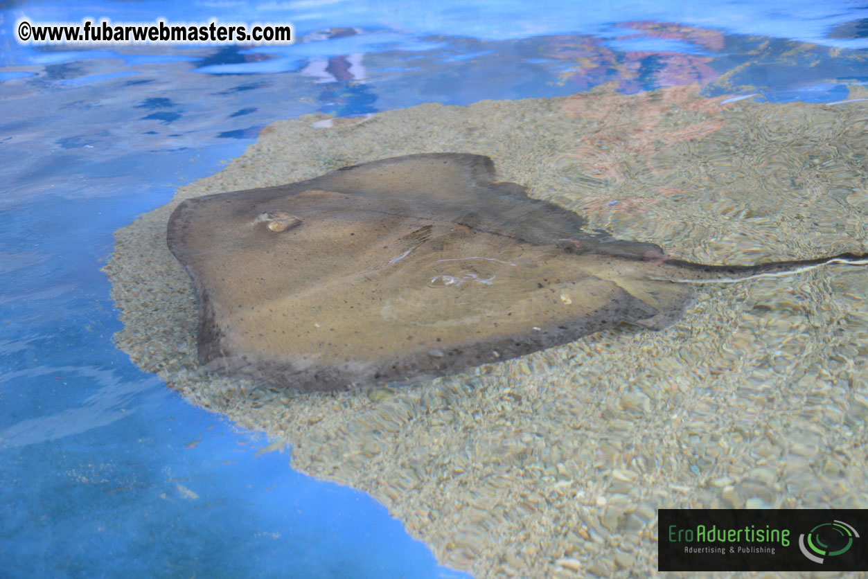 WireCard Dolphin Swim