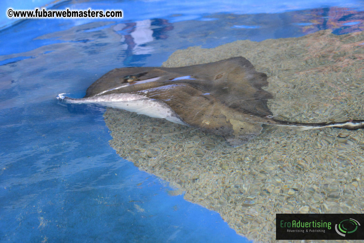 WireCard Dolphin Swim