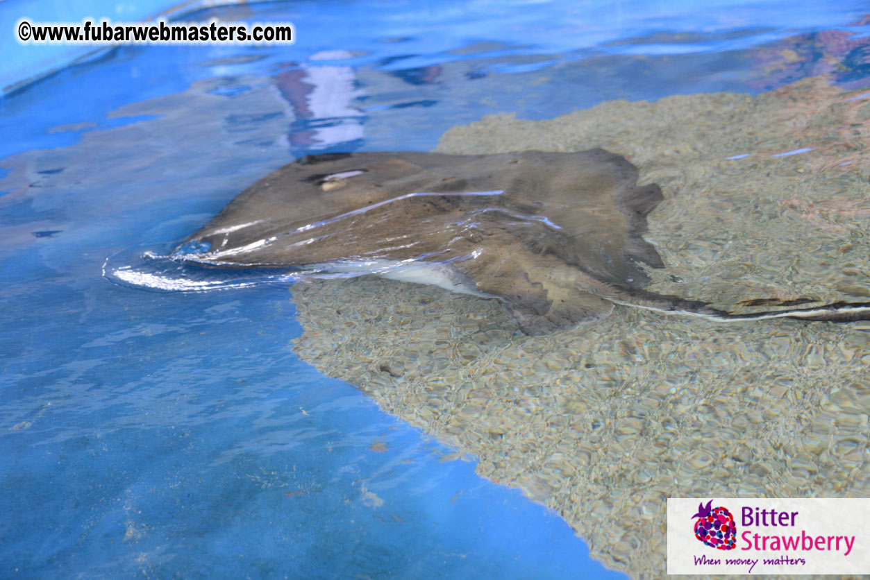 WireCard Dolphin Swim