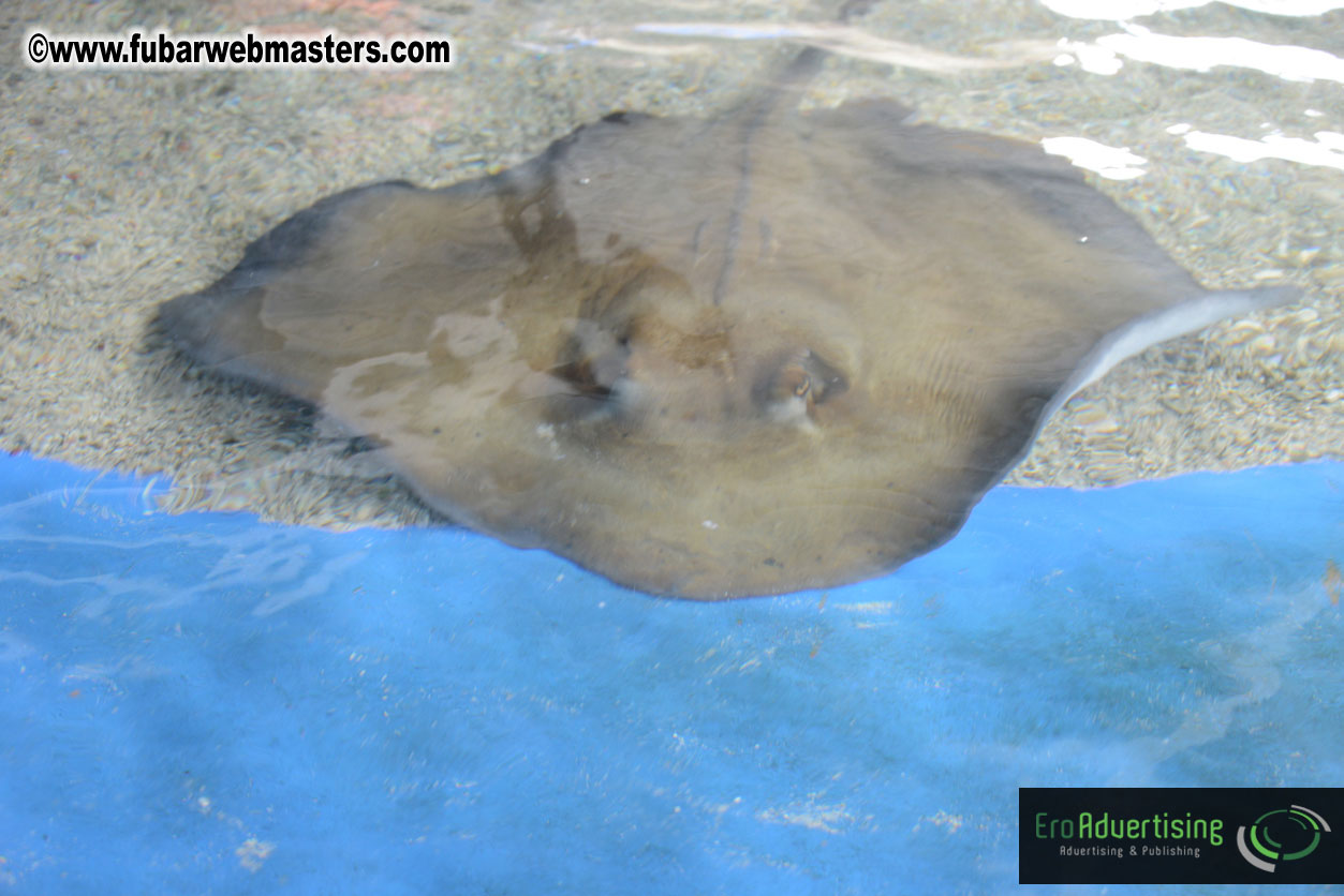 WireCard Dolphin Swim