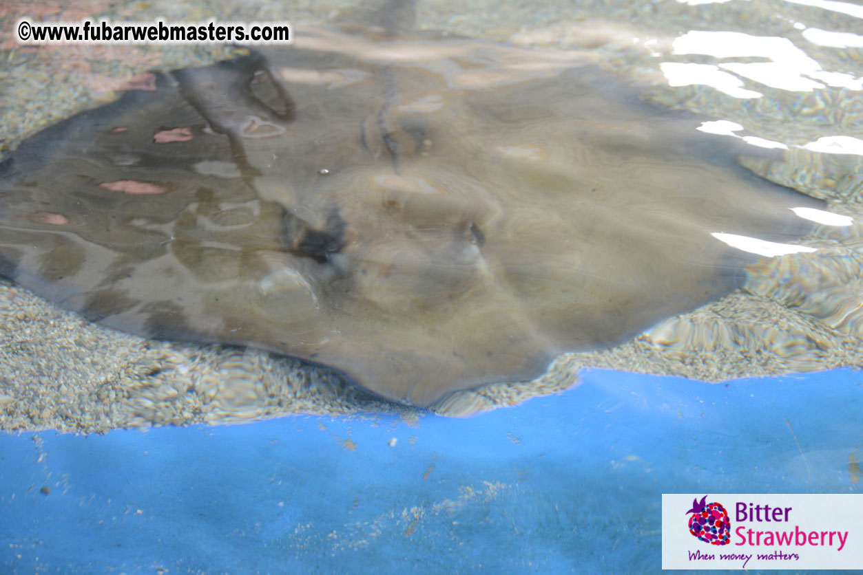 WireCard Dolphin Swim