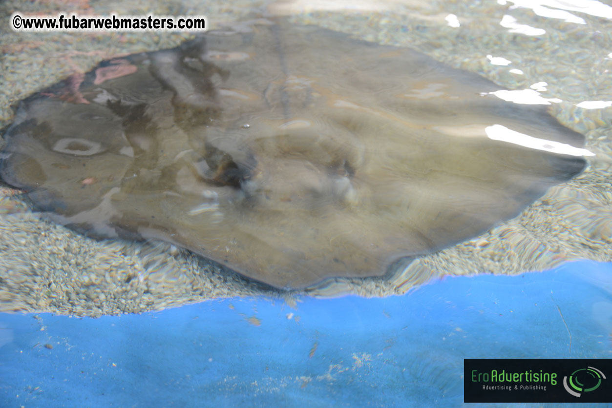 WireCard Dolphin Swim