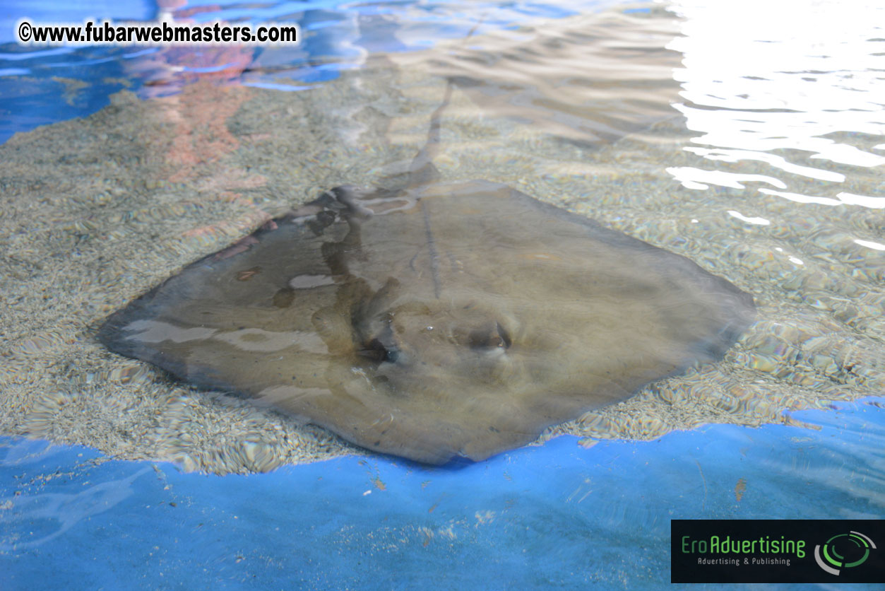 WireCard Dolphin Swim