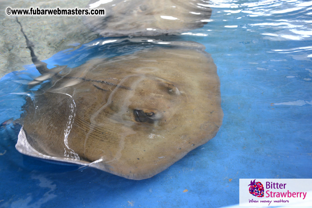 WireCard Dolphin Swim