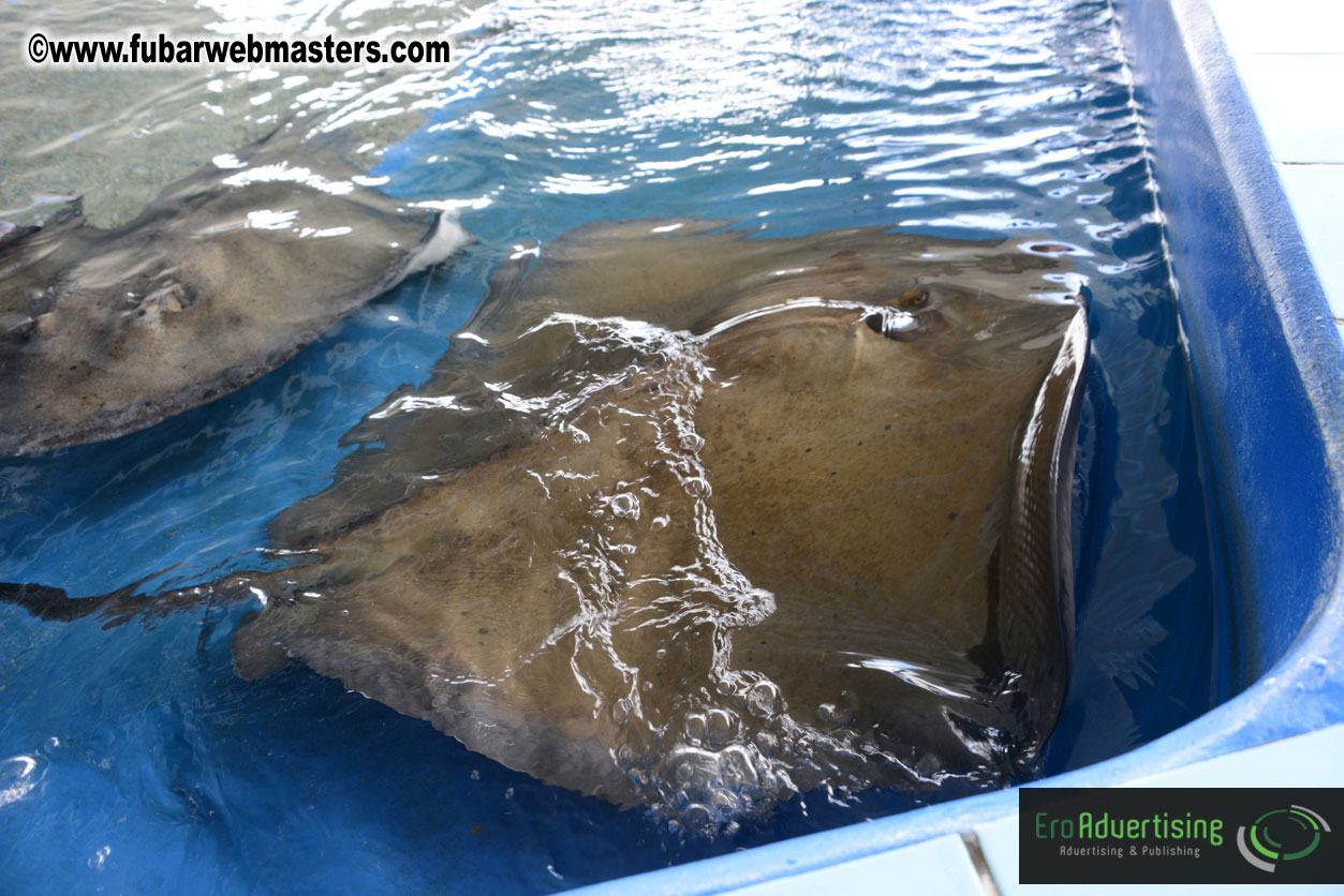 WireCard Dolphin Swim