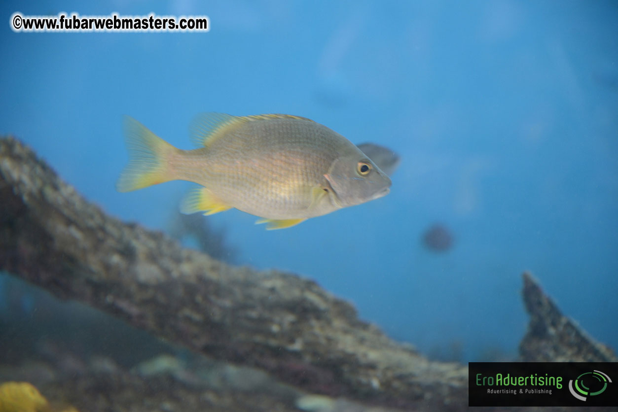 WireCard Dolphin Swim