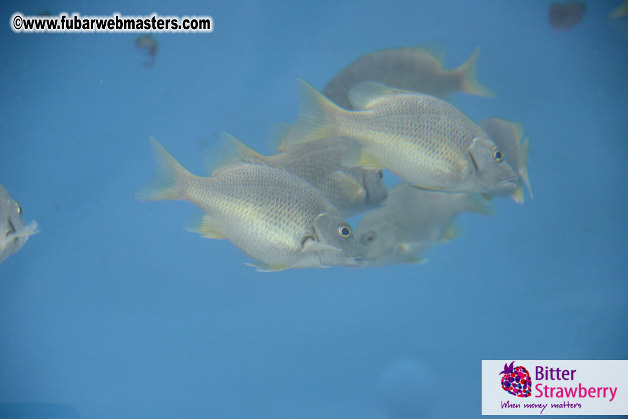 WireCard Dolphin Swim