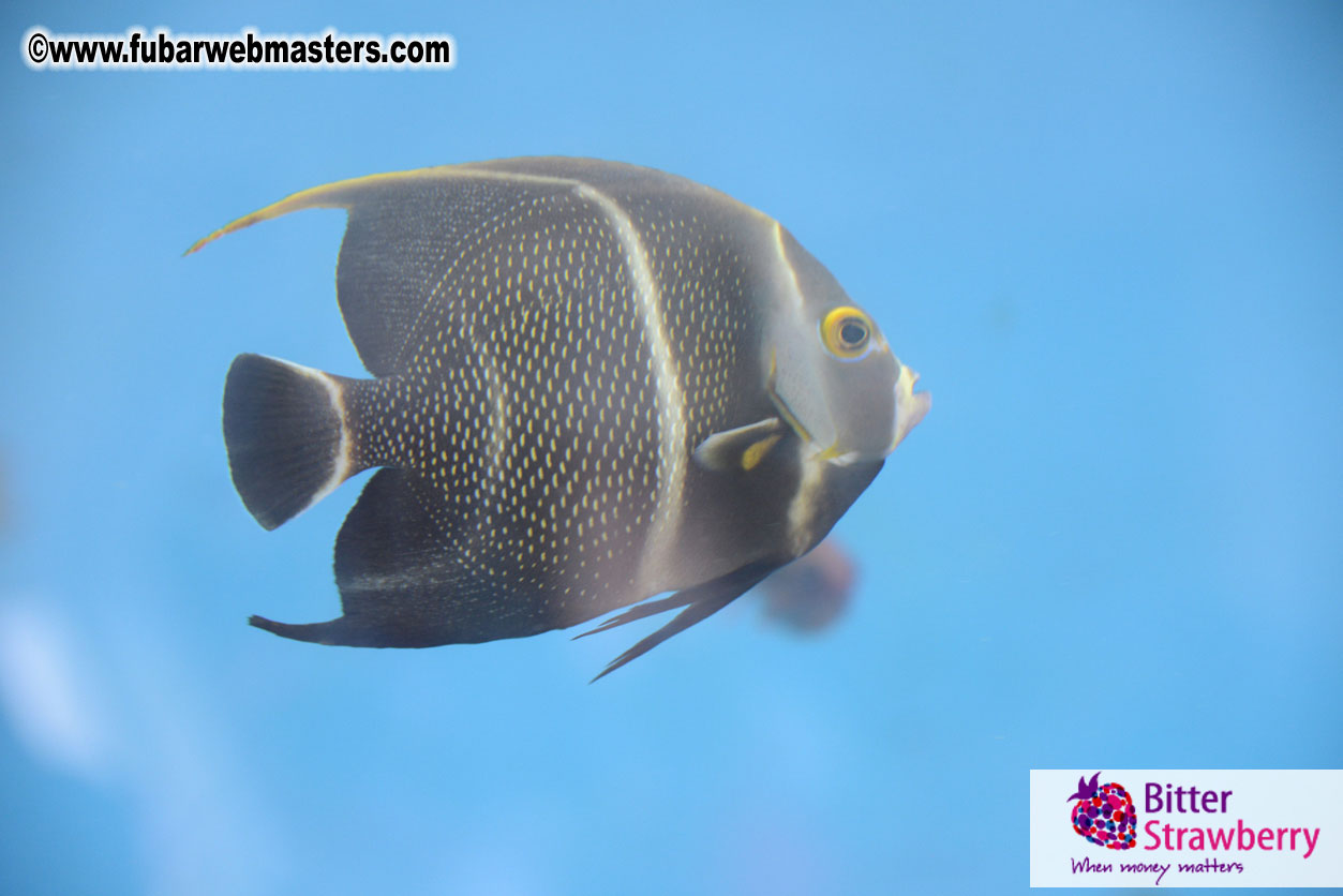 WireCard Dolphin Swim