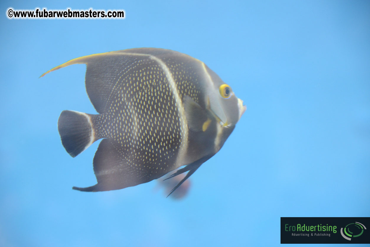 WireCard Dolphin Swim