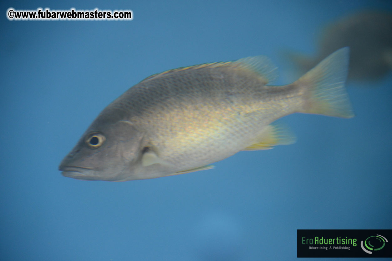 WireCard Dolphin Swim