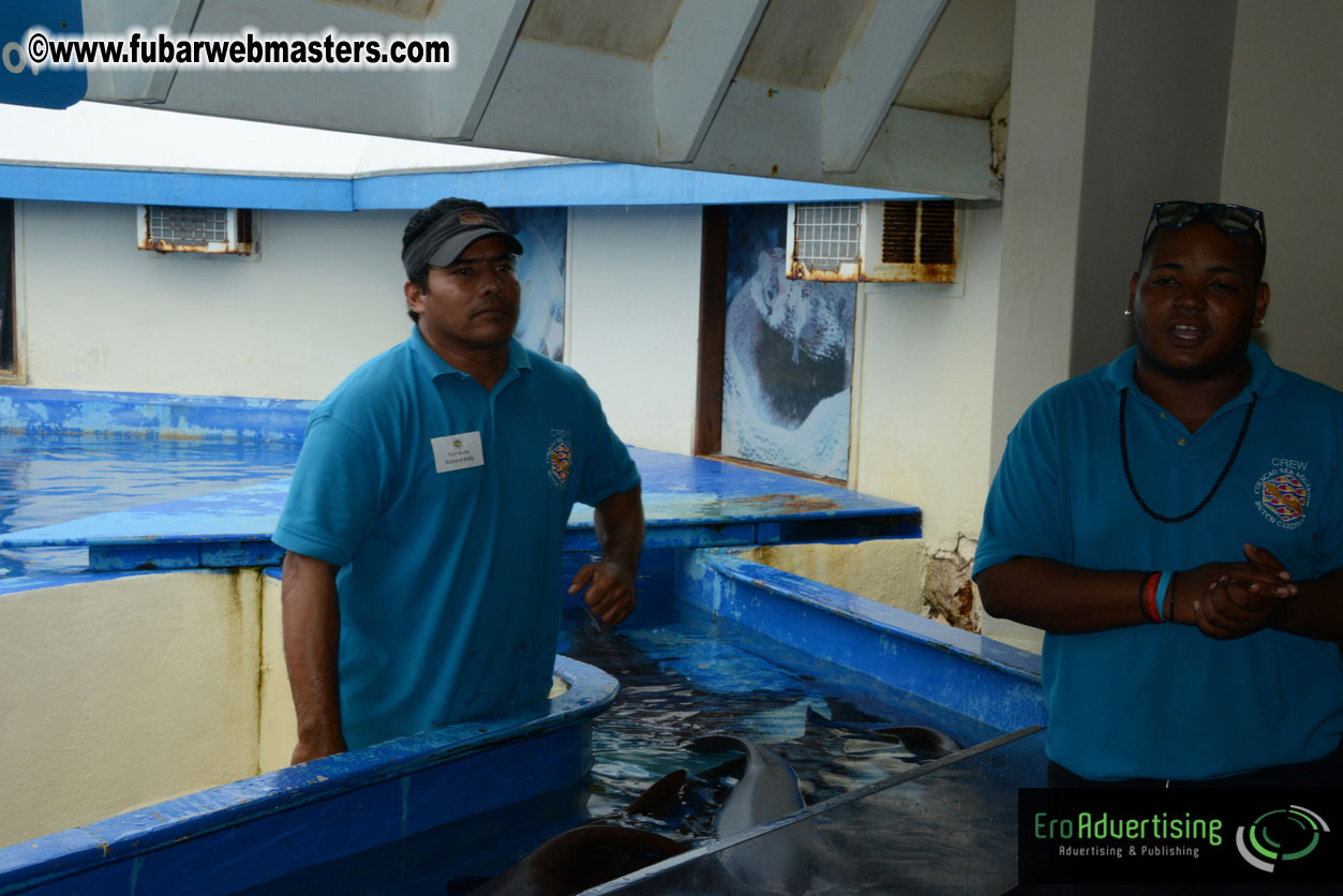 WireCard Dolphin Swim