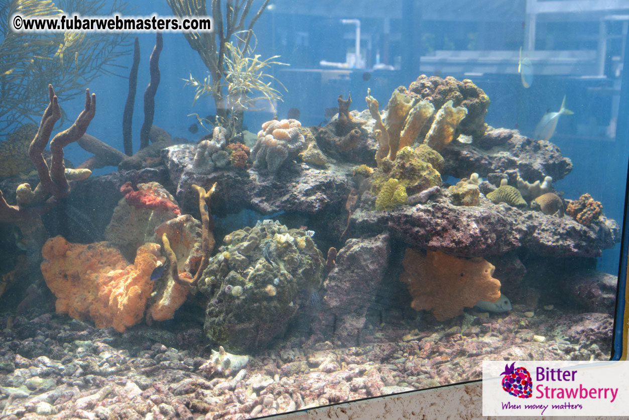 WireCard Dolphin Swim