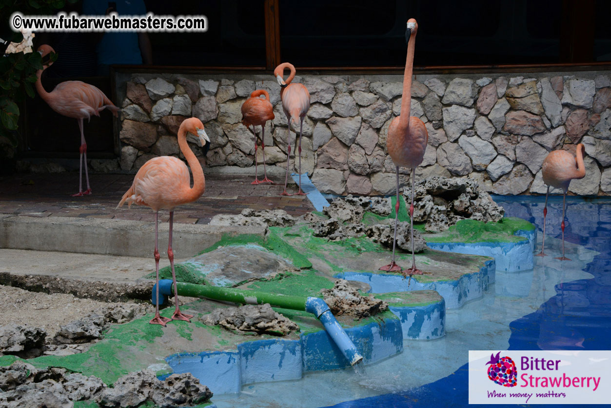 WireCard Dolphin Swim