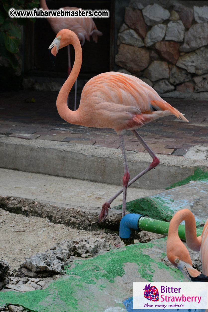 WireCard Dolphin Swim