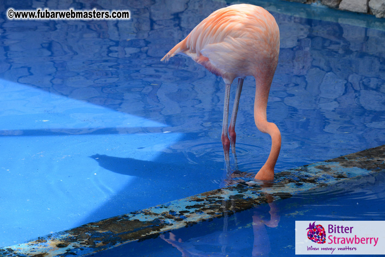 WireCard Dolphin Swim