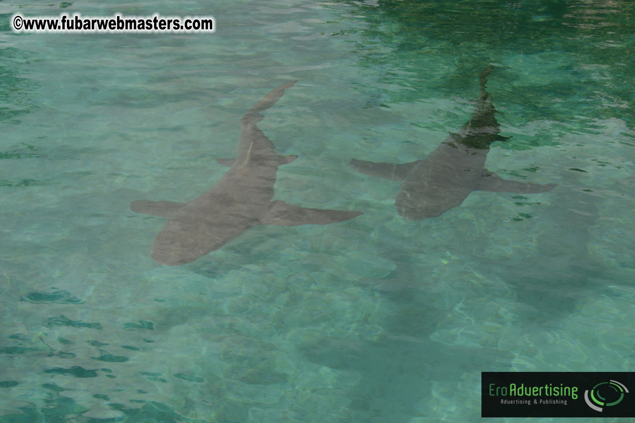 WireCard Dolphin Swim