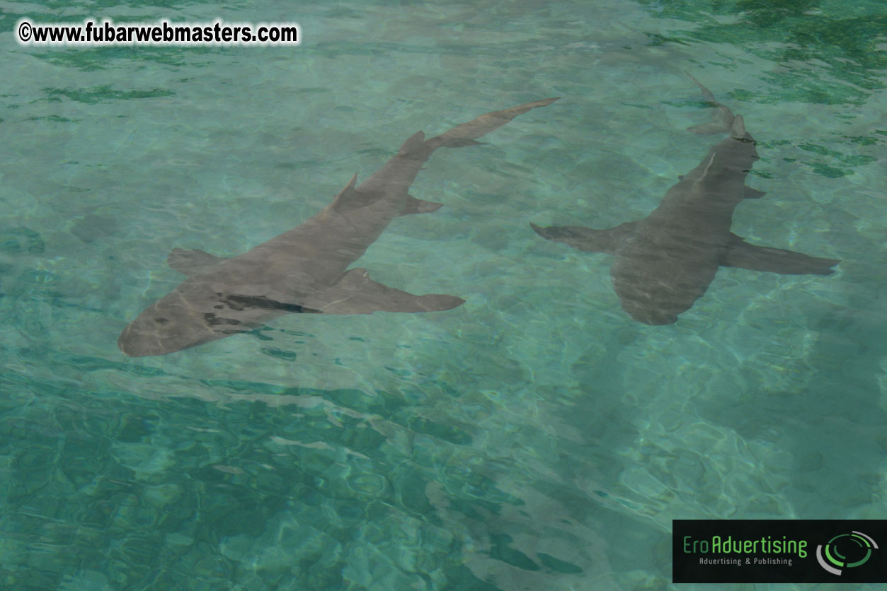 WireCard Dolphin Swim