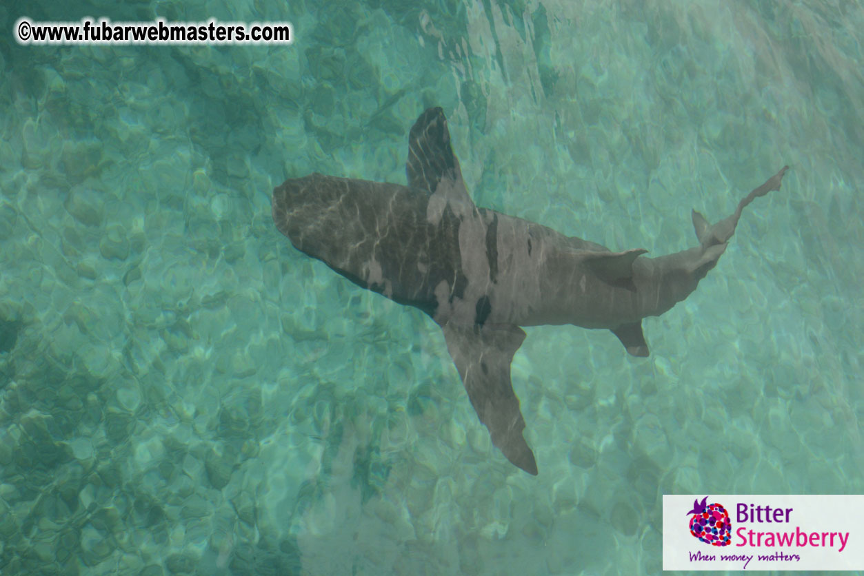 WireCard Dolphin Swim