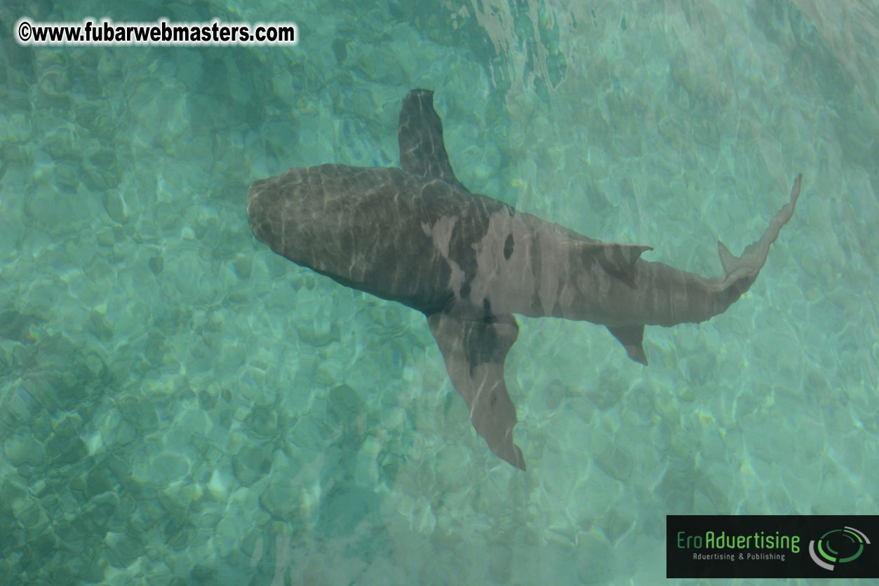 WireCard Dolphin Swim