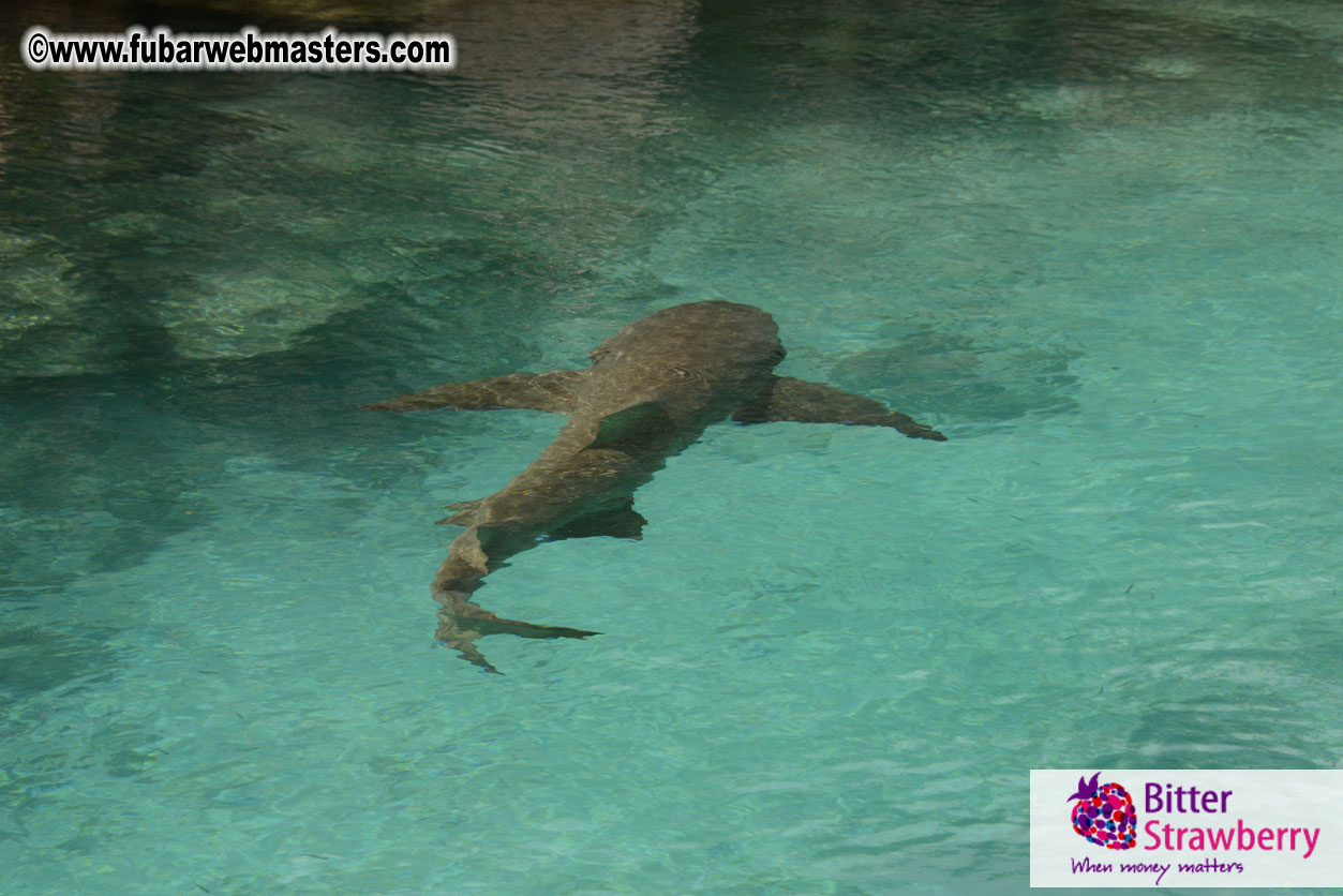 WireCard Dolphin Swim