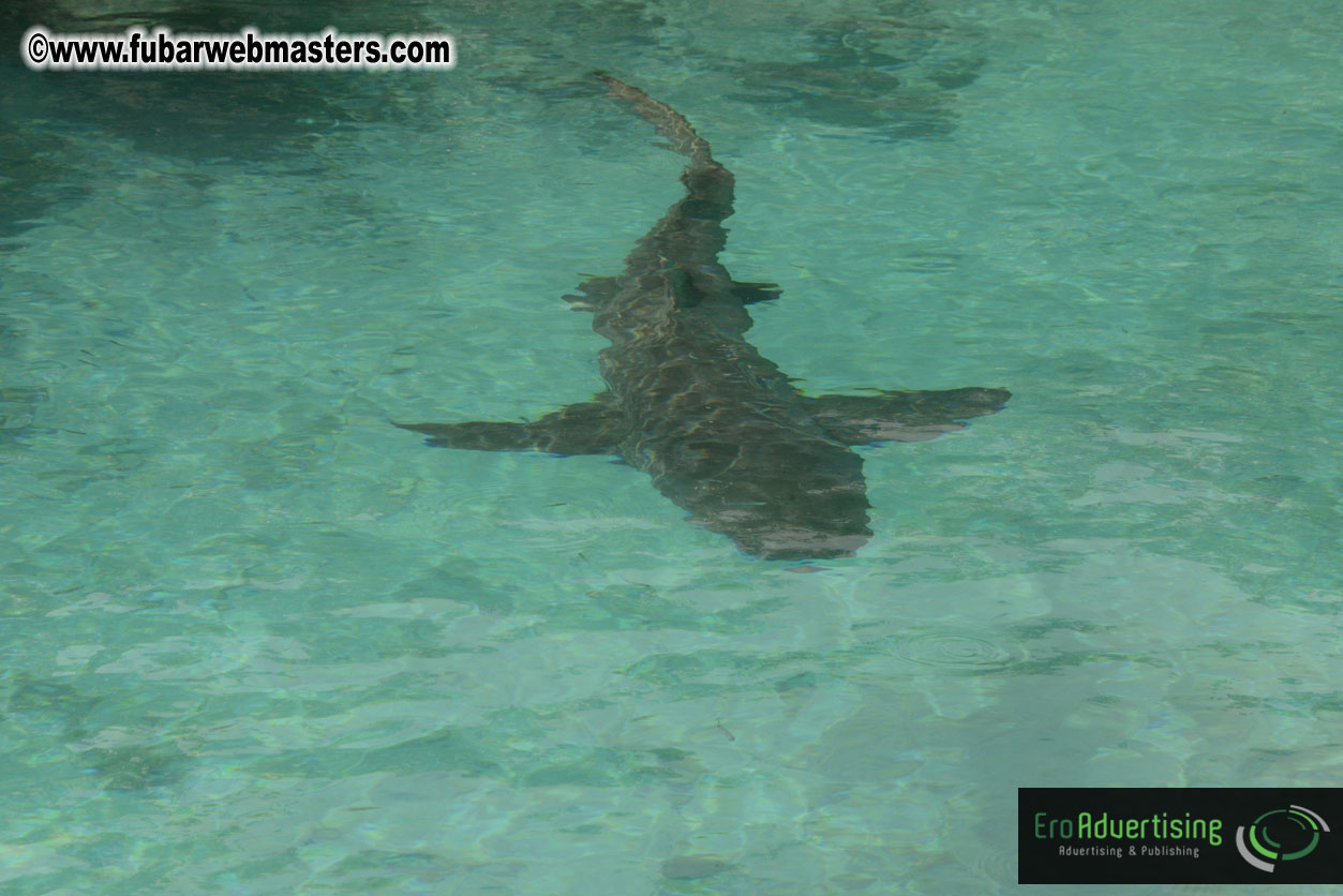 WireCard Dolphin Swim