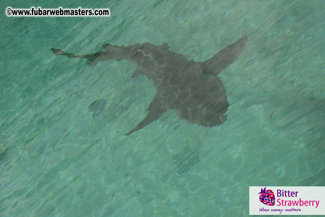 WireCard Dolphin Swim