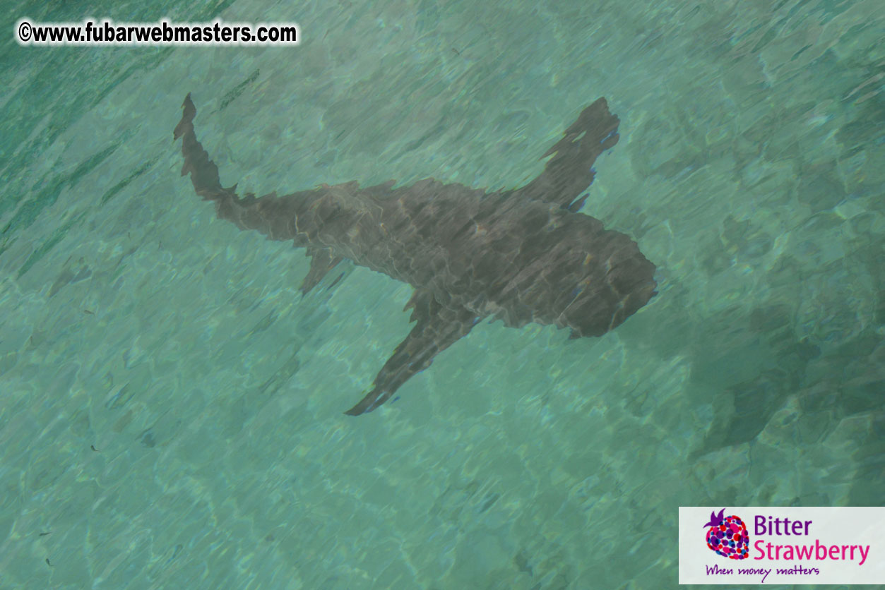 WireCard Dolphin Swim