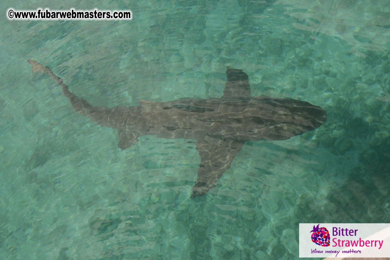 WireCard Dolphin Swim