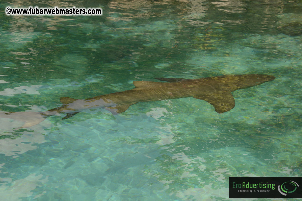 WireCard Dolphin Swim